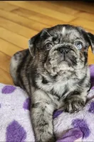 Benito, a male Pug for sale in Minneapolis, MN – Photo 6 of 6