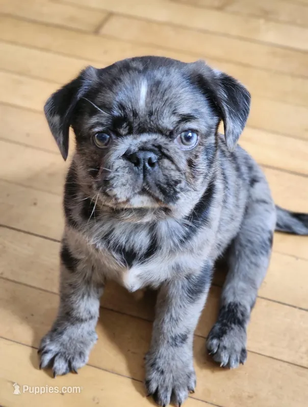Benito – Pug puppy for sale in Minneapolis, MN