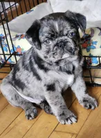 Benito, a male Pug for sale in Minneapolis, MN – Photo 5 of 6