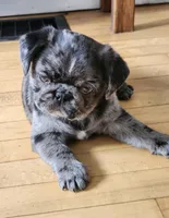 Benito, a male Pug for sale in Minneapolis, MN – Photo 4 of 6