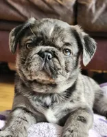 Benito, a male Pug for sale in Minneapolis, MN – Photo 3 of 6