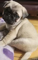 Chucky  , a male Pug for sale in Minneapolis, MN – Photo 3 of 4