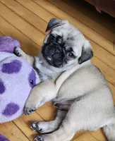 Chucky  , a male Pug for sale in Minneapolis, MN – Photo 2 of 4