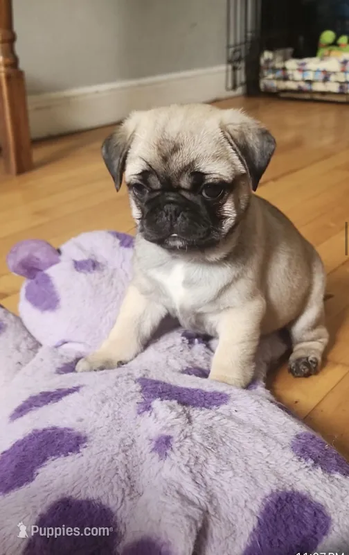 Chucky   – Pug puppy for sale in Minneapolis, MN