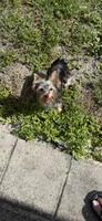 Dior, a female Yorkshire Terrier for sale in Margate, FL – 7 of 7