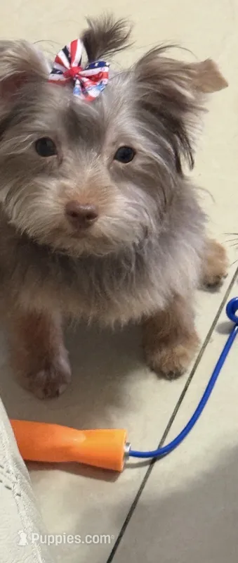Mickey – Yorkshire Terrier puppy for sale in Margate, FL