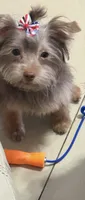 Mickey, a male Yorkshire Terrier for sale in Margate, FL – 1 of 3