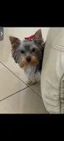 Dior, a female Yorkshire Terrier for sale in Margate, FL – 4 of 7