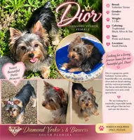 Dior, a female Yorkshire Terrier for sale in Margate, FL – 3 of 7