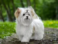 Hugo, a male Yorkshire Terrier for sale in Margate, FL – 1 of 1