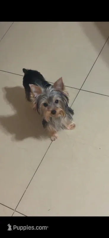 Dior – Yorkshire Terrier puppy for sale in Margate, FL