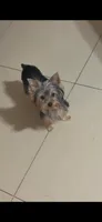 Dior, a female Yorkshire Terrier for sale in Margate, FL – 1 of 7
