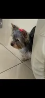 Dior, a female Yorkshire Terrier for sale in Margate, FL – 2 of 7