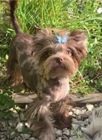 Armani, a male Yorkshire Terrier for sale in Margate, FL – 2 of 2