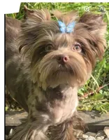 Armani, a male Yorkshire Terrier for sale in Margate, FL – 1 of 2