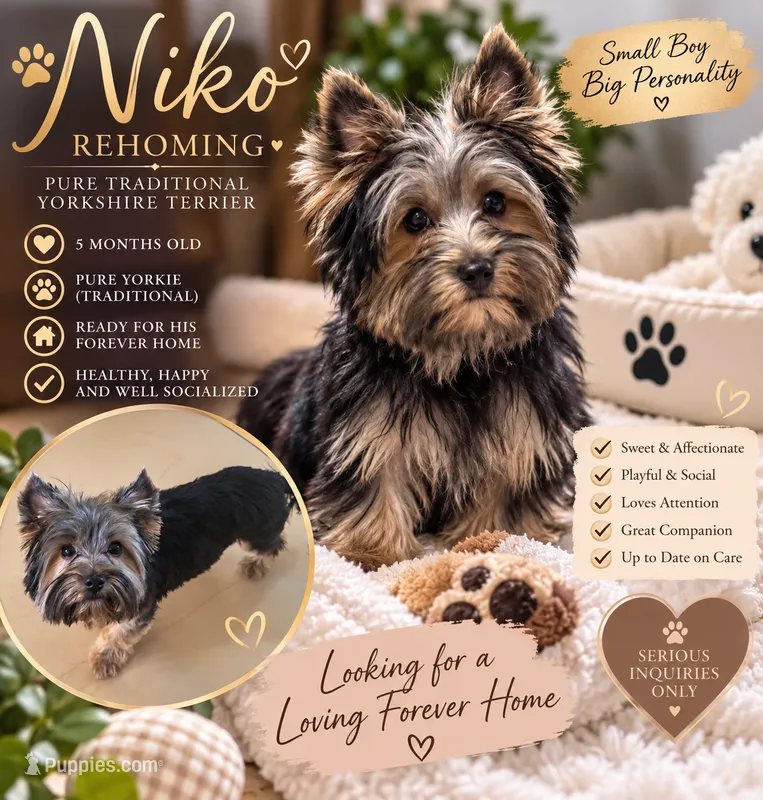 Niko – Yorkshire Terrier puppy for sale in Margate, FL