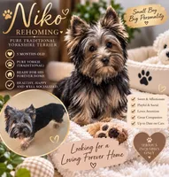 Niko, a male Yorkshire Terrier for sale in Margate, FL – 1 of 1