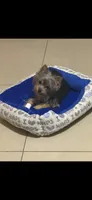 Dior, a female Yorkshire Terrier for sale in Margate, FL – 6 of 7