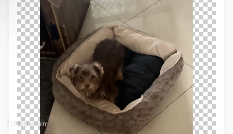 Mickey – Yorkshire Terrier puppy for sale in Margate, FL