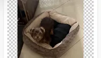Mickey, a male Yorkshire Terrier for sale in Margate, FL – 1 of 4