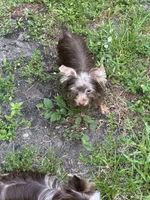 Mickey, a male Yorkshire Terrier for sale in Margate, FL – 4 of 4