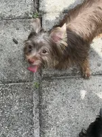 Mickey, a male Yorkshire Terrier for sale in Margate, FL – 3 of 4