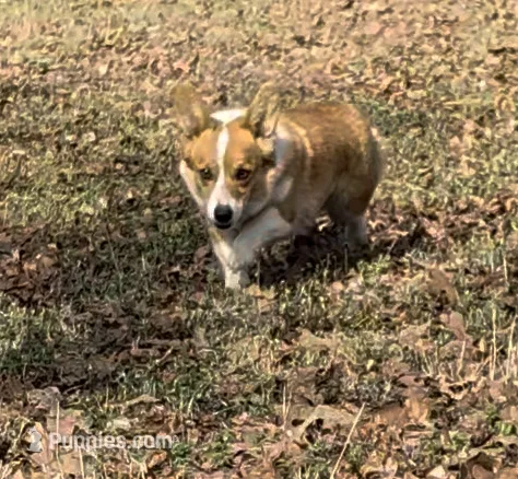 Cami – Pembroke Welsh Corgi puppy for sale in Osceola, MO