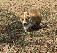 Cami, a female Pembroke Welsh Corgi for sale in Osceola, MO – 1 of 2