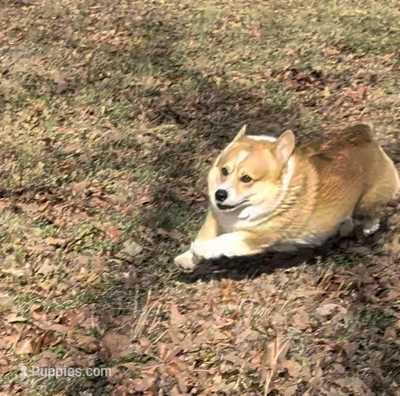 Jack – Pembroke Welsh Corgi puppy for sale in Osceola, MO