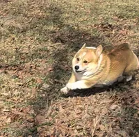 Jack, a male Pembroke Welsh Corgi for sale in Osceola, MO – 1 of 1