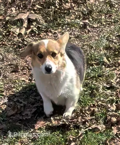 Rebecca – Pembroke Welsh Corgi puppy for sale in Osceola, MO