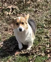 Rebecca, a female Pembroke Welsh Corgi for sale in Osceola, MO – 1 of 2