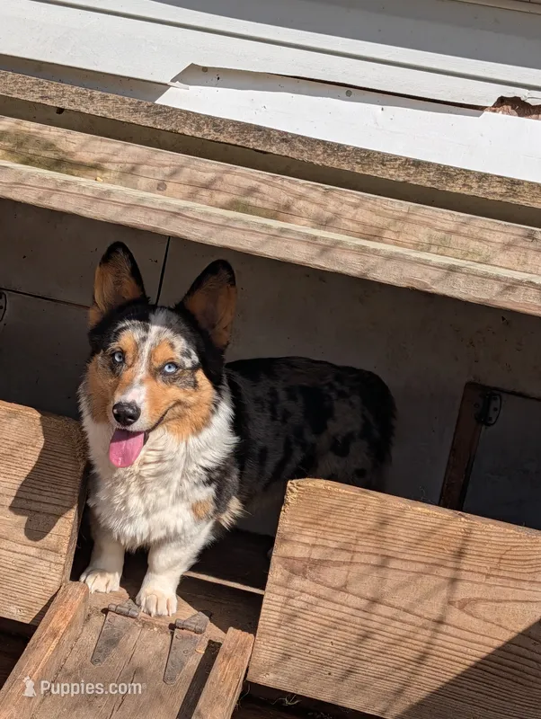 Blue belle  – Pembroke Welsh Corgi puppy for sale in Osceola, MO