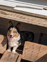 Blue belle , a female Pembroke Welsh Corgi for sale in Osceola, MO – 1 of 1