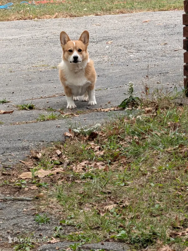 Jack – Pembroke Welsh Corgi puppy for sale in Osceola, MO