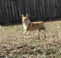 Cami, a female Pembroke Welsh Corgi for sale in Osceola, MO – 2 of 2
