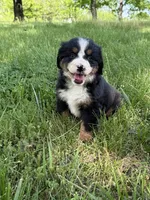 Bella , a female Bernese Mountain Dog for sale in New Concord, OH – 2 of 3