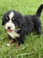 Asher, a male Bernese Mountain Dog for sale in New Concord, OH – 4 of 5