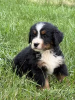 Lulu, a female Bernese Mountain Dog for sale in New Concord, OH – 2 of 2