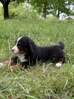 Cooper, a male Bernese Mountain Dog for sale in New Concord, OH – 3 of 3