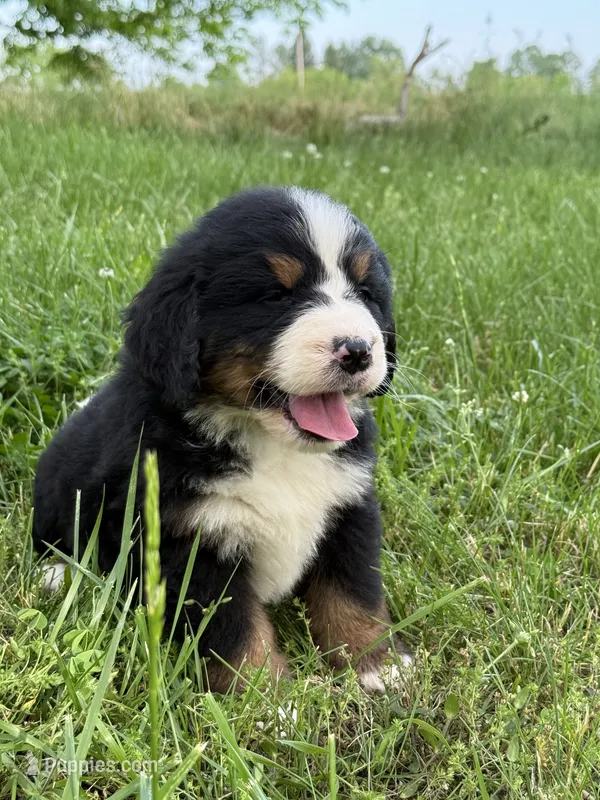 Asher – Bernese Mountain Dog puppy for sale in New Concord, OH
