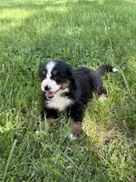 Bella , a female Bernese Mountain Dog for sale in New Concord, OH – 3 of 3
