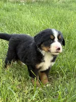 Fiesta, a female Bernese Mountain Dog for sale in New Concord, OH – 1 of 3