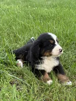 Asher, a male Bernese Mountain Dog for sale in New Concord, OH – 2 of 5
