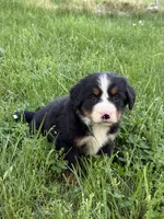 Fiesta, a female Bernese Mountain Dog for sale in New Concord, OH – 3 of 3