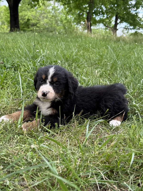 Cooper, a male Bernese Mountain Dog for sale in New Concord, OH – 1 of 3