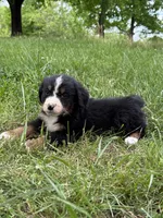 Cooper, a male Bernese Mountain Dog for sale in New Concord, OH – 1 of 3