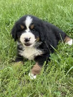 Asher, a male Bernese Mountain Dog for sale in New Concord, OH – 3 of 5