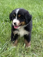 Anne, a female Bernese Mountain Dog for sale in New Concord, OH – 3 of 3