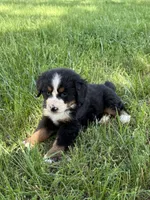 Bella , a female Bernese Mountain Dog for sale in New Concord, OH – 1 of 3